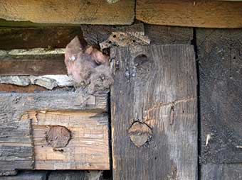 Post & beam construction with detail of pinned mortised joint