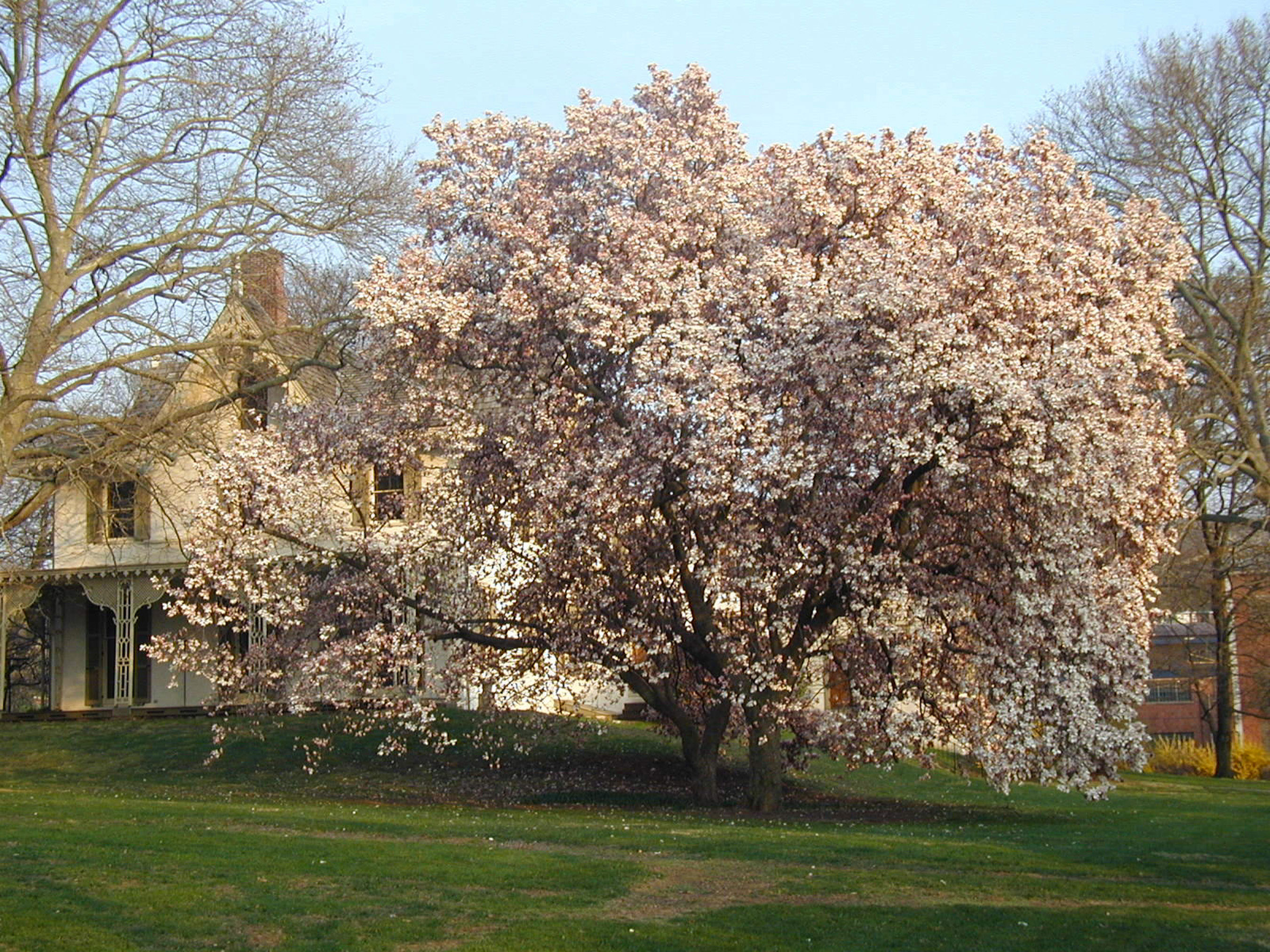 Terracina - Magnolia Tree
